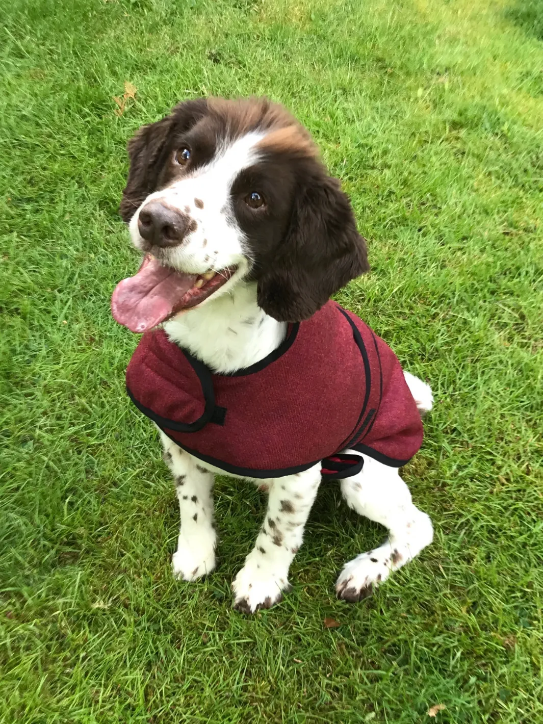 Dog Coat - Red Tweed