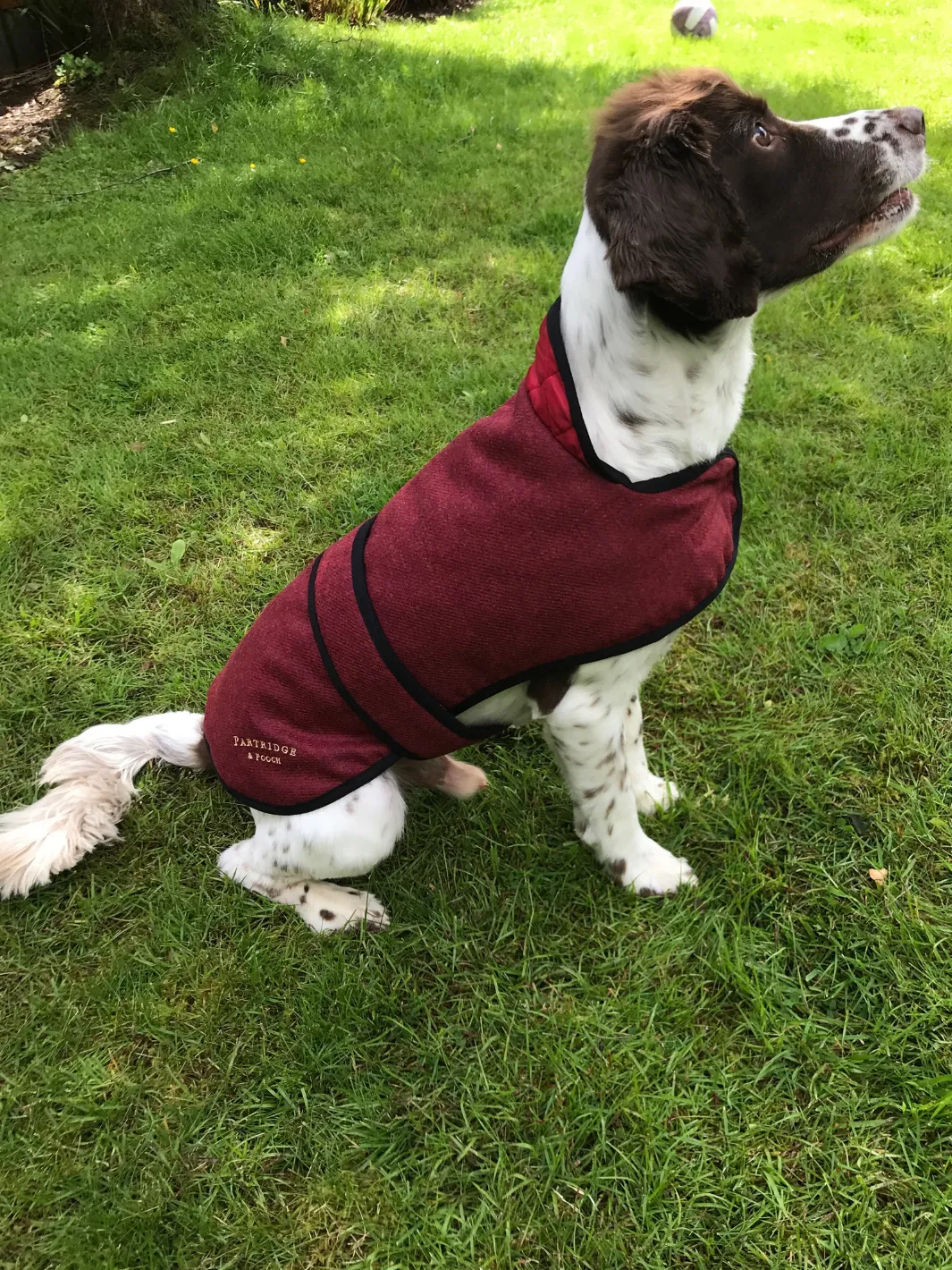 Dog Coat - Red Tweed